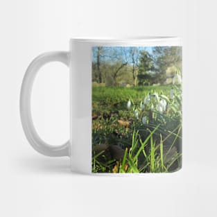 Fully Bloomed Snowdrops in Churchyard Mug